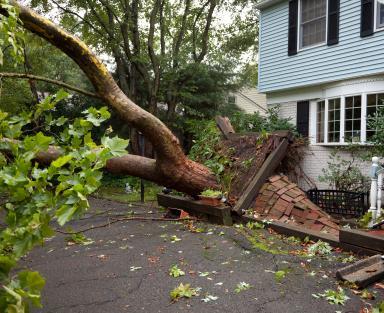 Fallen Tree Branch Removal Service and Cost in Sunnyvale California