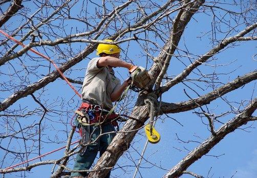 Best Mesquite Branches Removal Services in Sunnyvale California