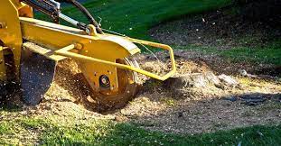 Excellent Stump Grinding Service and Cost in Sunnyvale California
