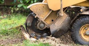 Amazing Stump Removal Services and Cost in Sunnyvale California