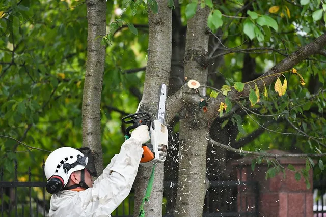 Excellent Tree Branch Removal Service and Cost in Sunnyvale California