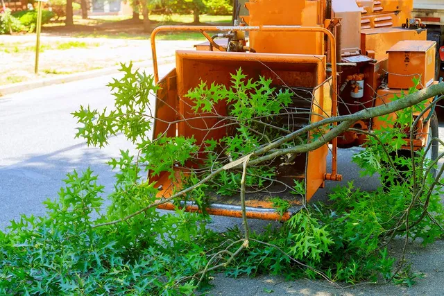 Best Tree Clearing Service and Cost in Sunnyvale California