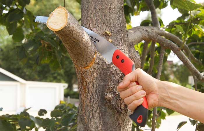 Leading Tree Limb Haul Off Service and Cost in Sunnyvale California