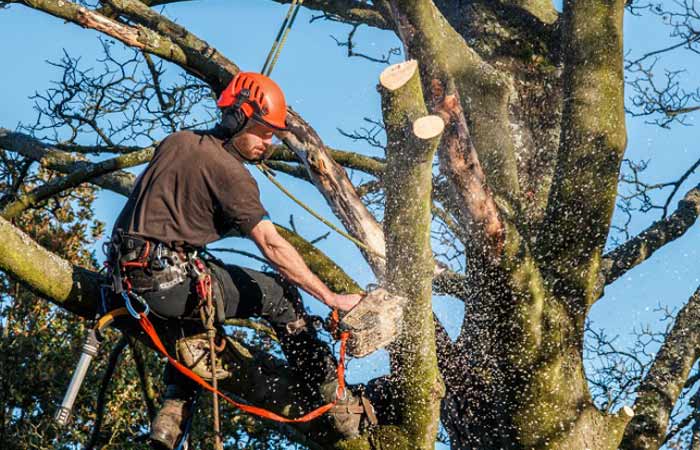 Excellent Tree Limb Removal Service and Cost in Sunnyvale California