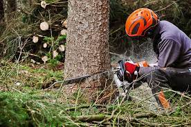 Excellent Tree Removal Service and Cost in Sunnyvale California