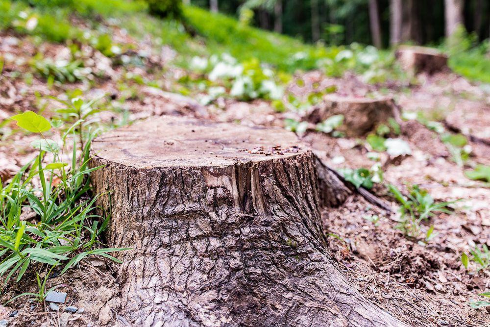 Best Tree Stump Haul Off Service and Cost in Sunnyvale California