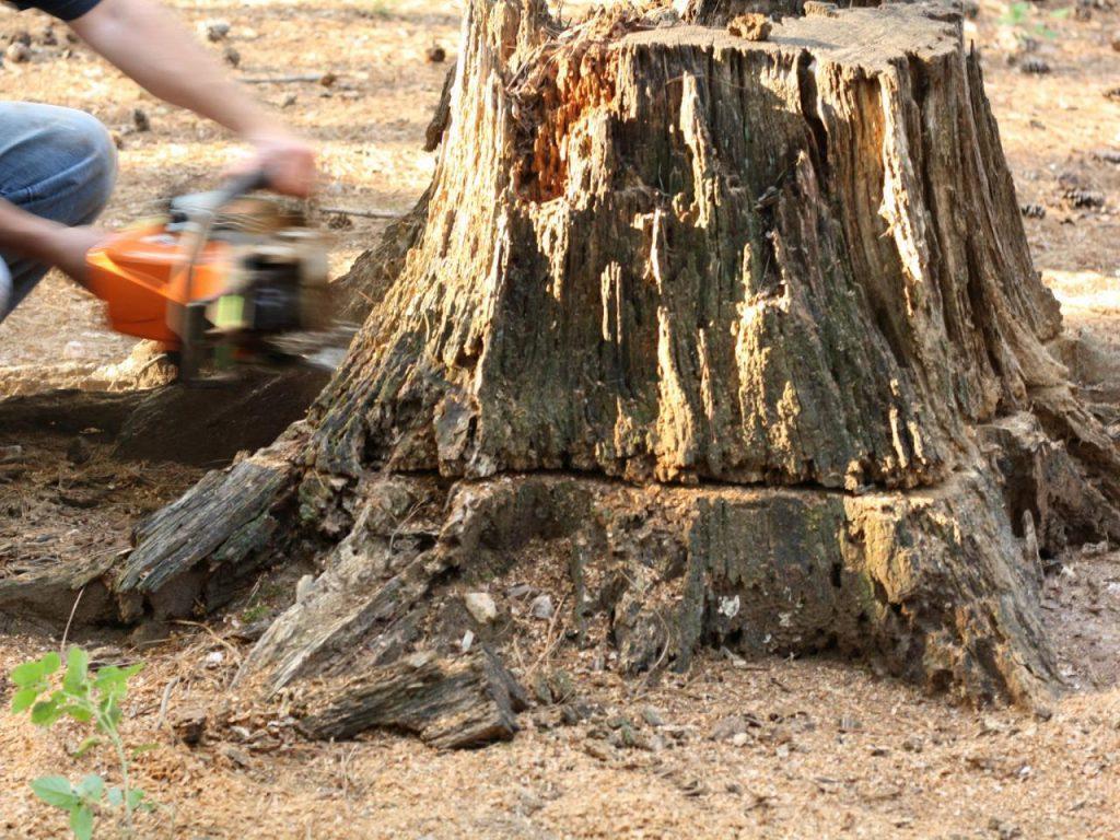 Excellent Tree Stump Removal Service and Cost in Sunnyvale California