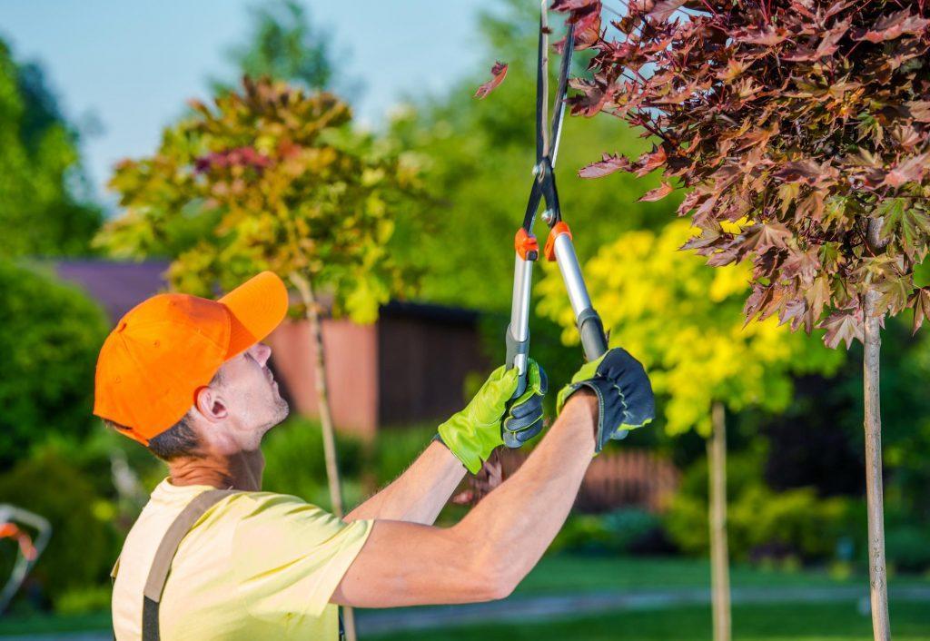 Tree Trimming Service and Cost in Sunnyvale California