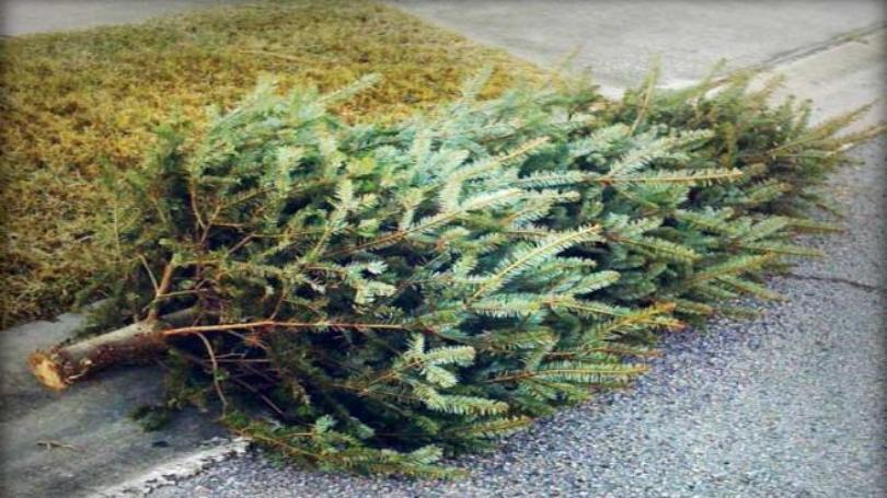 Christmas Tree Recycling Christmas Tree Removal Sunnyvale California