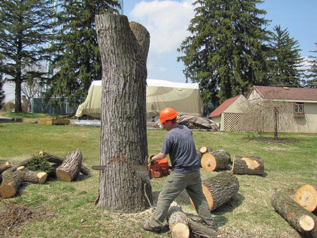 Professional Tree Removal in Sunnyvale California