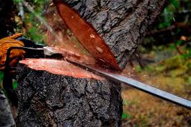Best Dead Tree & Wood Removal Services and Cost in Sunnyvale California