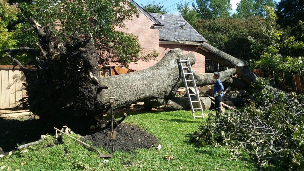 Tree Removal Junk Tree Yard Waste Removal Debris Tree Wood Removal Hauling Pick Up Service And Cost Sunnyvale California